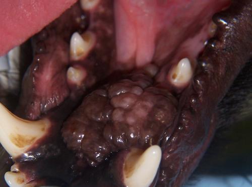 Oral mass
